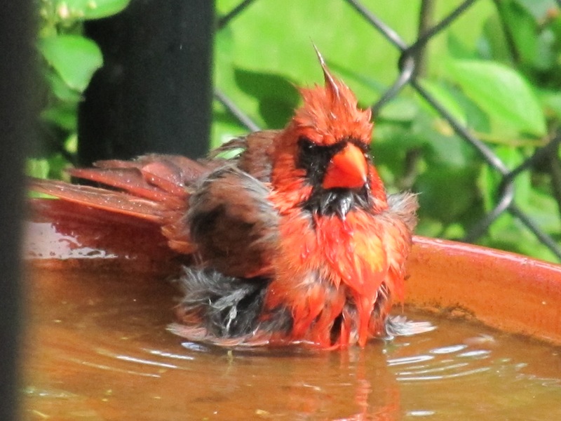 cardinal au bain